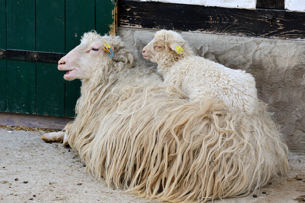 Erwachsene hornlose Moorschnucke mit langem, zotteligem Fell liegt am Boden, auf ihrem Rücken sitzt ein weißes Lamm.