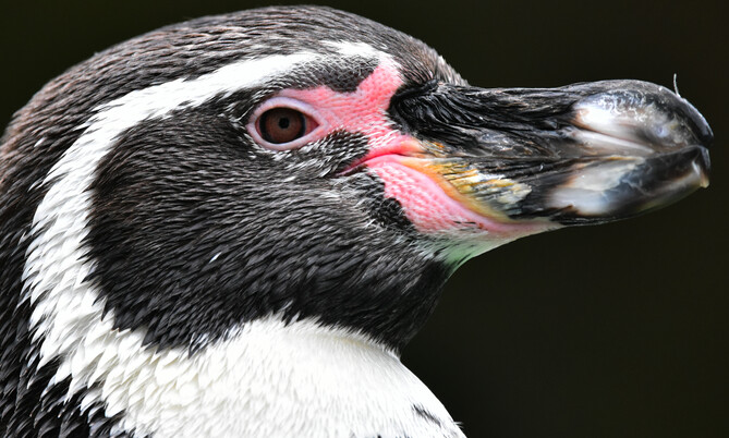 Nahaufnahme eines Humboldt-Pinguins mit markanter schwarz-weißer Gefiederzeichnung und rosafarbenem Bereich um das Auge.