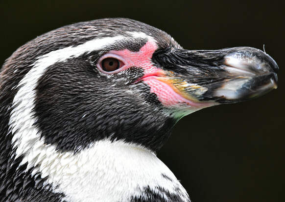 Nahaufnahme eines Humboldt-Pinguins mit markanter schwarz-weißer Gefiederzeichnung und rosafarbenem Bereich um das Auge.