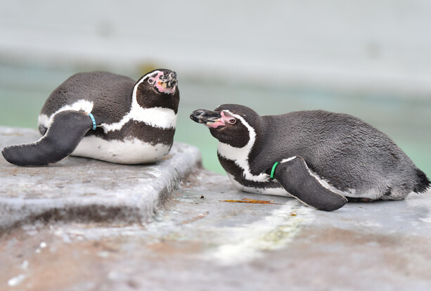 Zwei Humboldtpinguine liegen nebeneinander auf einem flachen, grauen Steinboden.