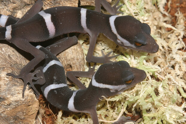 Zwei Huulien-Tigergeckos mit dunkler Haut und weißen Querstreifen liegen auf hellem Moos und Holz.