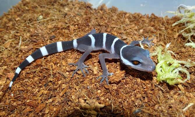Huulien
