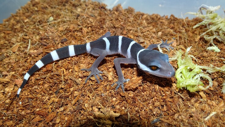 Junger Gecko mit schwarz-weißen Streifen, seitlich auf braunem Bodensubstrat und neben etwas hellem Moos liegend.