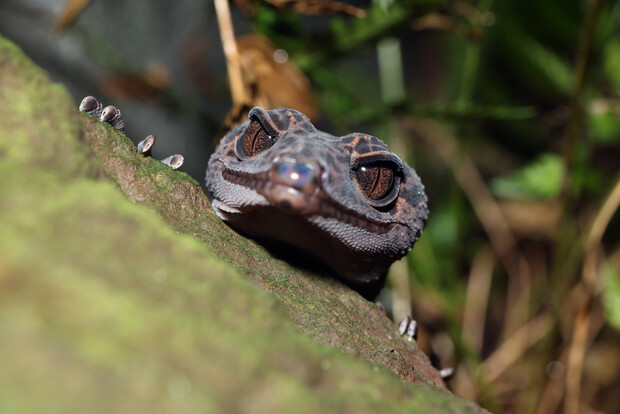 Tigergecko mit breitem Kopf und großen, dunklen Augen, frontal hinter einem Baumstamm liegend.