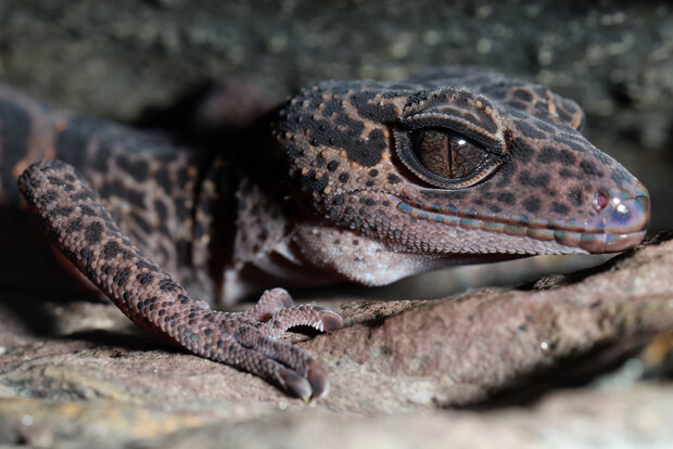 Nahaufnahme eines Huulien-Tigergeckos mit markanter Fleckenzeichnung und auffälligem Auge auf einem Felsen.