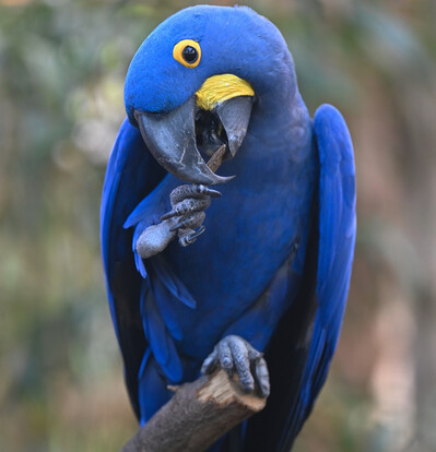 Blauer Hyazinthara mit gelbem Augenring hält mit seinem Schnabel ein Stück Holz fest.
