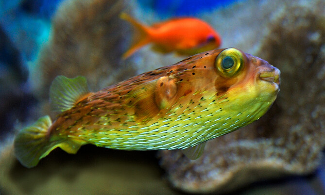 Igelfisch 2