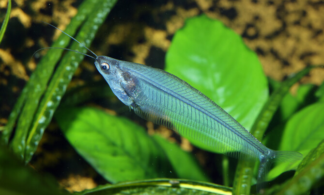 kryptopterus_vitreolus_2
