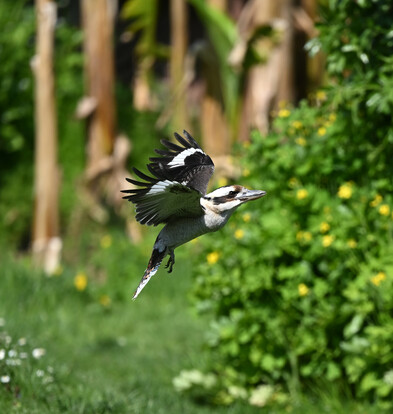 Fliegender Jägerliest mit ausgebreiteten Flügeln im grünen Außenbereich, seitliche Ansicht mit sichtbarem schwarz-weißen Gefieder.