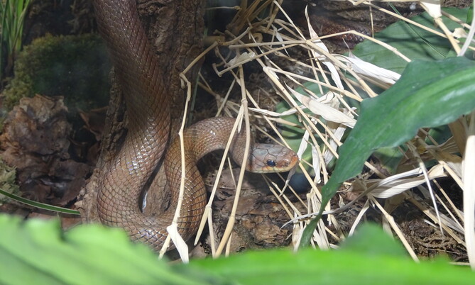 Japanische Waldnatter mit braunem, schuppenbedecktem Körper und schlankem Kopf kriecht zwischen Laub und Ästen im Terrarium.