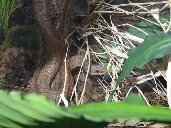 Japanische Waldnatter mit braunem, schuppenbedecktem Körper und schlankem Kopf kriecht zwischen Laub und Ästen im Terrarium.