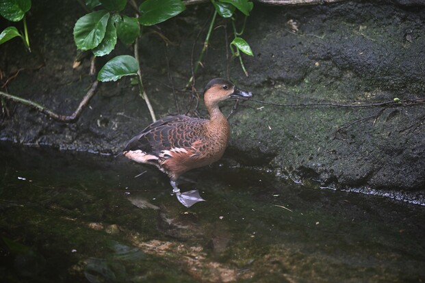 Javapfeifgans mit dunkelbraunem Gefieder und hellem Bauch steht am Ufer eines Wasserbeckens vor dunklem Steinufer.