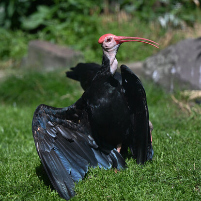 Vogel mit kahlem Kopf und langem, gebogenem Schnabel sitzt mit ausgebreiteten Flügeln auf grünem Gras