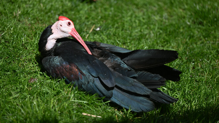 Vogel mit kahlem Kopf und langem, gebogenem Schnabel sitzt auf grünem Gras