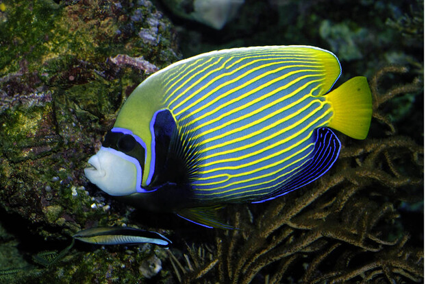 Imperator-Kaiserfisch mit gelben und blauen Längsstreifen vor dunklem Hintergrund