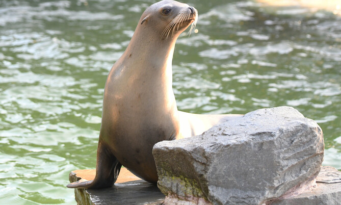 Kalifonischer Seelöwe 1