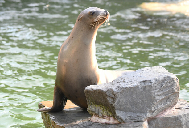 Kalifornischer Seelöwe sitzt mit aufgerichtetem Kopf auf einem flachen Felsen am Wasser.