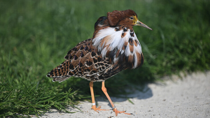 Kampfläufer mit auffälligem schwarzem Kopfschmuck und weißem Halskleid steht auf sandigem Boden neben grünen Halmen.