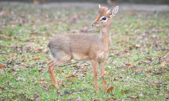 Ein Kirk-Dikdik mit kurzem, braunem Fell steht seitlich im Gras .