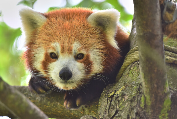 Kleiner Panda mit rotbraunem Fell und weißer Gesichtszeichnung liegt auf einem Ast und blickt in die Kamera.