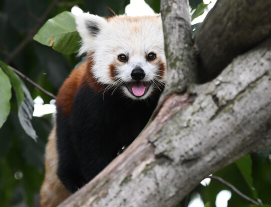 Roter Panda mit rotbraunem Fell und buschigem Schwanz sitzt auf einem Baum und schaut zwischen Ästen hervor.