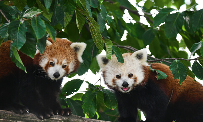 Kleiner Panda 3
