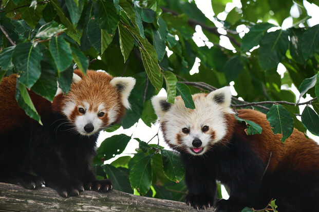 Zwei Kleine Pandas mit rotbraunem Fell und weißem Gesicht sitzen nebeneinander auf einem Baumast unter grünen Blättern.