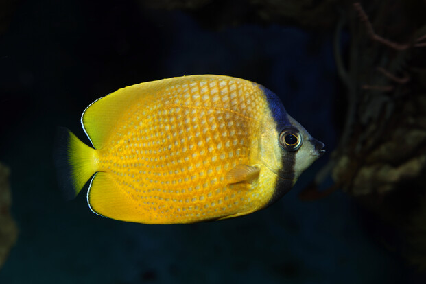 Gelber Falterfisch mit blauem Kopfstreifen und schwarzem Augenbalken, seitlich vor Unterwasserhintergrund.