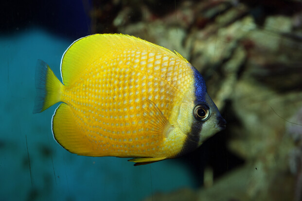Gelber Falterfisch mit blauem Kopfstreifen und schwarzem Augenbalken, seitlich vor Unterwasserhintergrund.