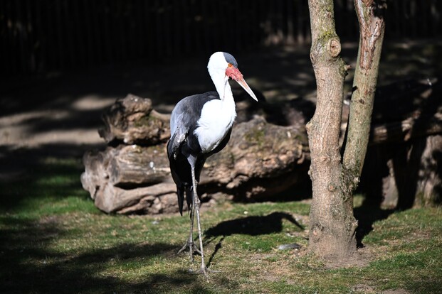 Großer schwarz-weißer Vogel mit auffällig rotem Schnabel steht aufrecht auf einer Wiese neben Baumstämmen.