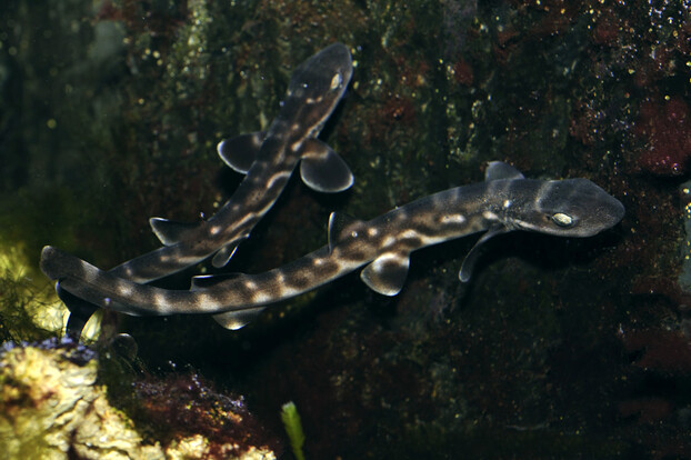 Zwei Korallen-Katzenhaie mit schlankem Körper und dunklem Muster schwimmen nebeneinander vor einem Felsen im Wasser.