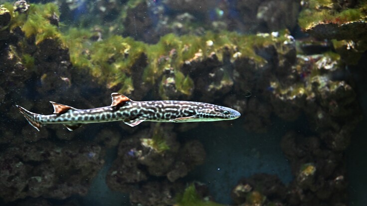Korallenkatzenhai mit charakteristischem Muster schwimmt seitlich vor grünlich-braunem Fels- und Algenhintergrund im Aquarium.