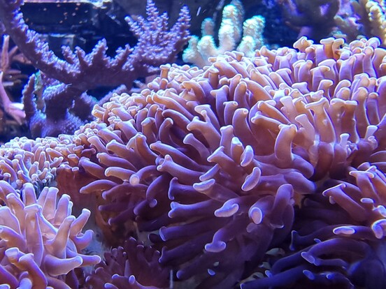 Nahaufnahme von rosafarbenen Seeanemonen mit tentakelartigen Auswüchsen an einer Felsformation im Wasser.