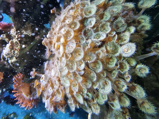 Große Gruppe gelb-brauner Krustenanemonen mit vielen kurzen Tentakeln unter Wasser.