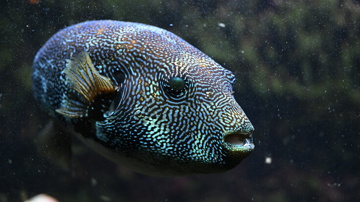 Landkartenkugelfisch mit markanter, labyrinthartiger Musterung auf der Haut, schwimmend vor felsigem Untergrund.