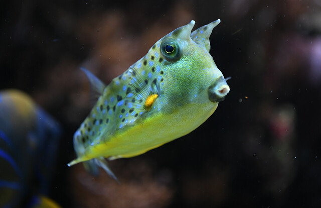 Grüngelber Kuhkofferfisch mit typischen hornartigen Fortsätzen und punktgemustertem Körper, seitlich im Aquarium schwimmend.