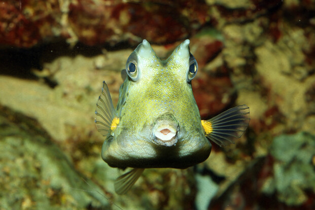 Grüngelber Kuhkofferfisch mit typischen hornartigen Fortsätzen und punktgemustertem Körper, schwimmt frontal auf die Kamera zu