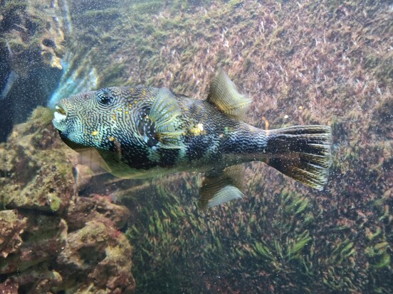 Landkartenkugelfisch mit markanter, labyrinthartiger Musterung auf der Haut, schwimmend vor felsigem Untergrund.