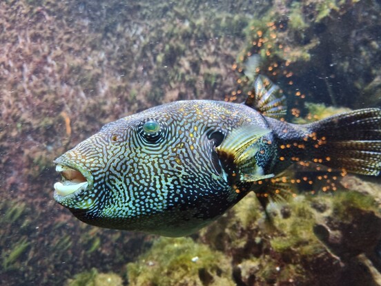 Landkartenkugelfisch mit markanter, labyrinthartiger Musterung auf der Haut, schwimmend vor felsigem Untergrund.