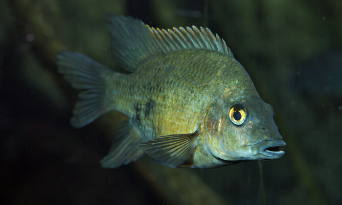 ptychochromis_loisellei_Loiselles Buntbarsch (1)