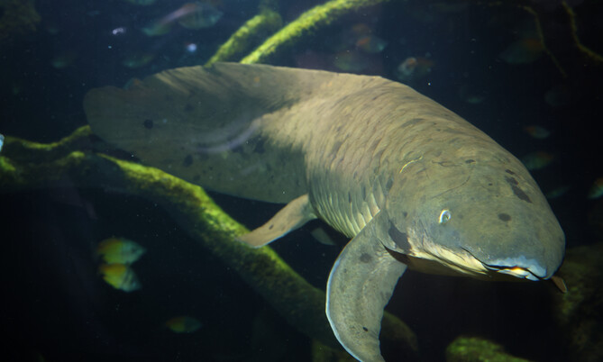 neoceratodus_forsteri_Lungenfisch (1)