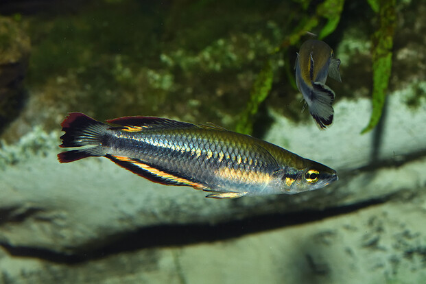 Madagaskar-Ährenfisch mit langgestrecktem, silbrig-blauem Körper und gelblichen Flossen, schwimmt über sandigem Boden