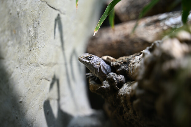 Madagaskar Baumleguan mit aufgerichtetem Kopf auf einem Ast vor einer hellen Wand mit Schatten