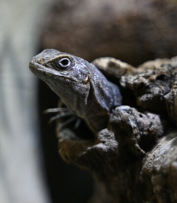 Madagaskar Baumleguan Nahaufnahme mit sichtbarem Kopf und Vorderbeinen auf einer rauen Baumrinde