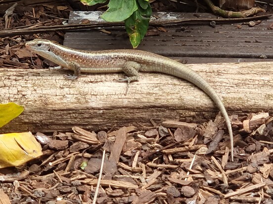 Langgestreckte Madagaskar-Ringelschildechse mit hellem Körper und bräunlichen Punkten auf einem Baumstamm, darunter Rindenmulch und Blätter.