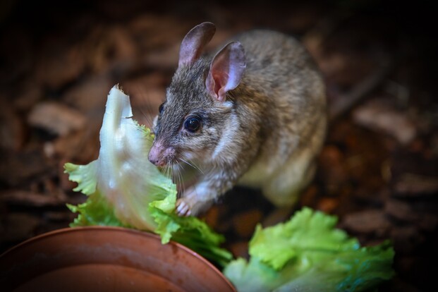 springratte sitzt auf braunem Boden neben grünem Salatblatt und braunem Gefäß