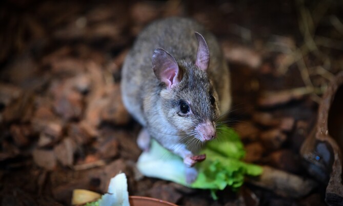 springratte (2)