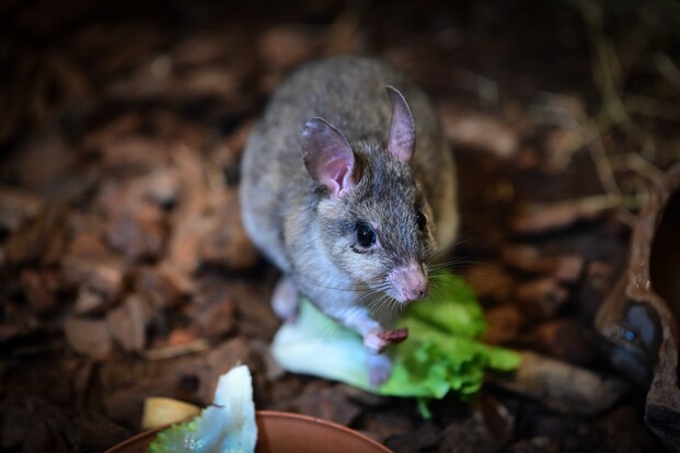 springratte sitzt auf braunem Boden und hält ein grünes Salatblatt in den Vorderpfoten