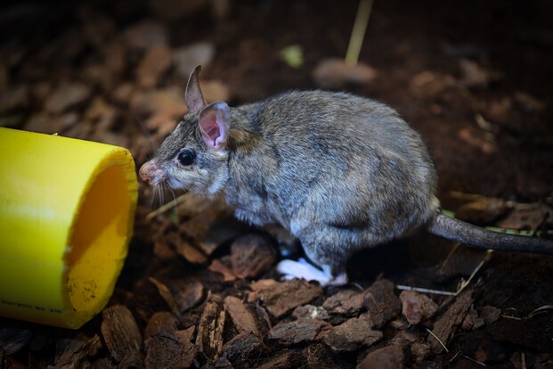springratte sitzt auf braunem Mulch neben einem gelben Plastikrohr