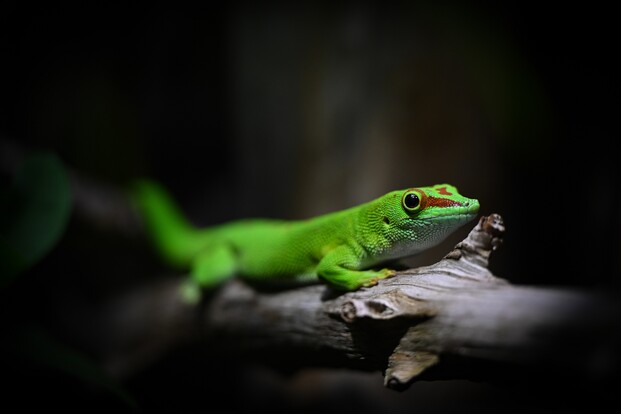 Madagaskar-Riesentaggecko mit leuchtend grünem Körper und roten Zeichnungen sitzt auf einem Ast.